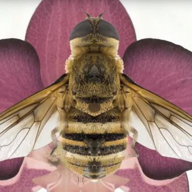 abeille