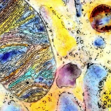 Voir la vidéo de Kandinsky et la mitochondrie