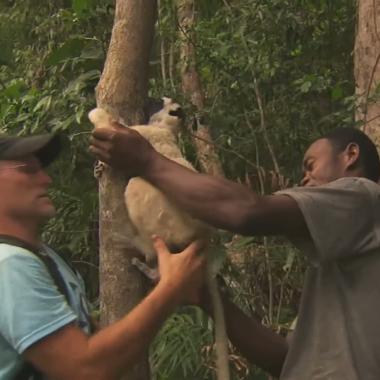 Primatologue dans le Makay
