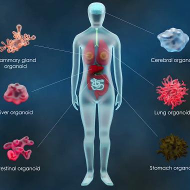 Voir la vidéo de Organoïdes, une révolution médicale