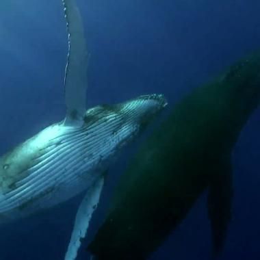 Voir la vidéo de Une géante vulnérable, la baleine