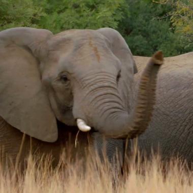 Voir la vidéo de L’éléphant