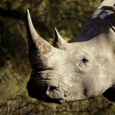 See video of Le rhinocéros au bord de l’extinction !