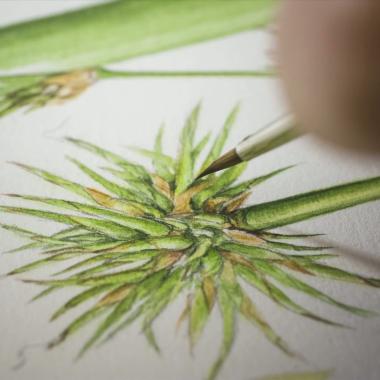 Voir la vidéo de Fraiches et vivantes