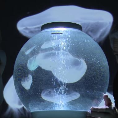 Voir la vidéo de Le nano de la méduse