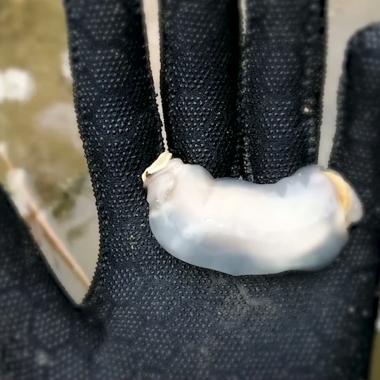 Voir la vidéo de Un mollusque mangeur de pierre