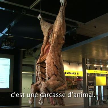 Voir la vidéo de Gare à la « mal-viande » !
