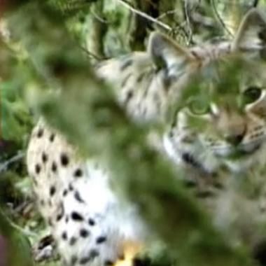 Voir la vidéo de Questions/réponses : la biodiversité