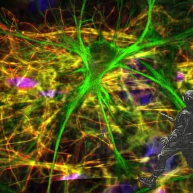Voir la vidéo de Glial cells, the stars in our head