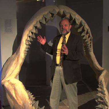 Voir la vidéo de Dans le sillage des requins