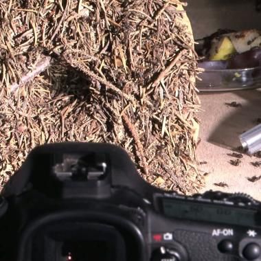 Voir la vidéo de Les fourmis en vedette