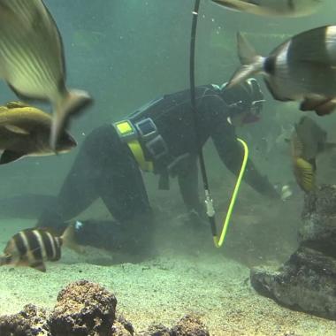 Voir la vidéo de Grand ménage à l'aquarium de la Cité des sciences
