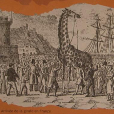 Voir la vidéo de Zarafa, la véritable histoire