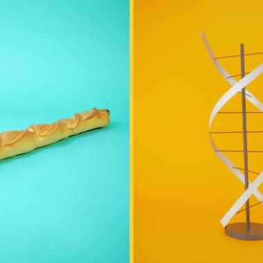 Baguette de pain et séquençage du génome, c'est quoi le rapport ?