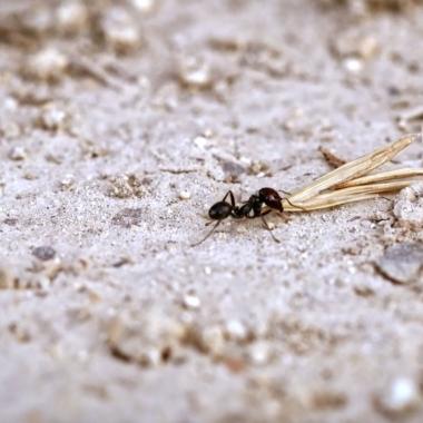Des fourmis agronomes