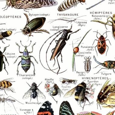 Voir la vidéo de Le printemps silencieux des insectes