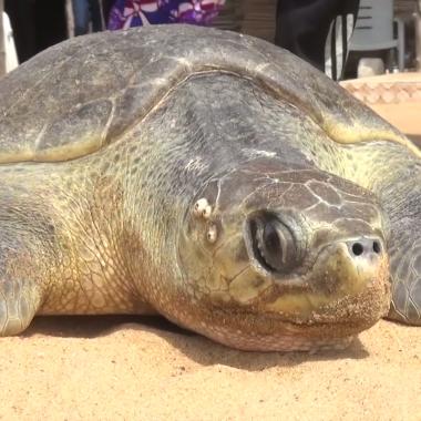 Voir la vidéo de Bénin : il a permis de sauver 4000 tortues !