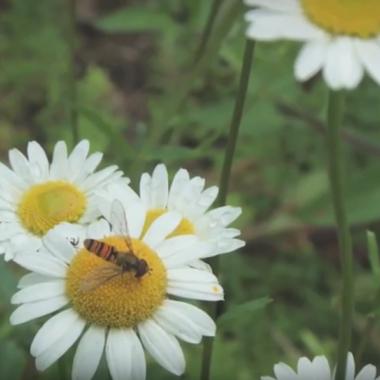 Voir la vidéo de Biodiversité en partage