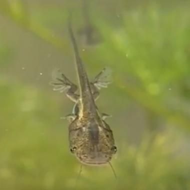 Voir la vidéo de De l'oeuf à la grenouille