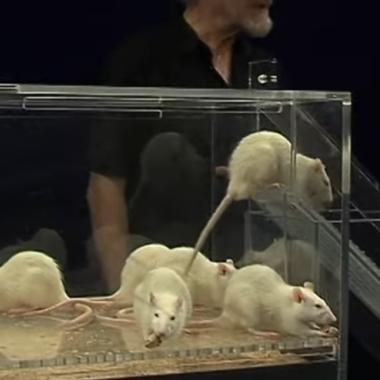 Voir la vidéo de Faits comme des rats ?