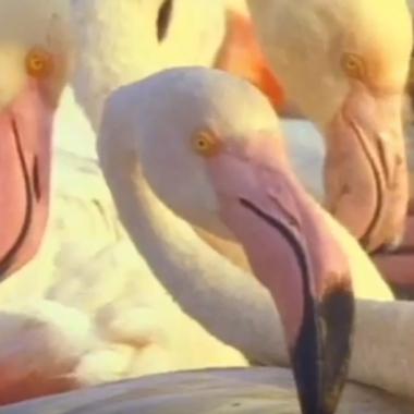 See video of L'île aux flamants