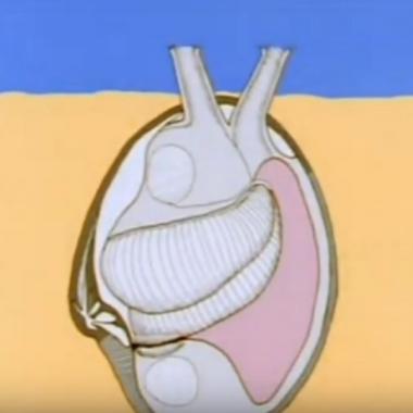 Voir la vidéo de La filtration chez les mollusques bivalves