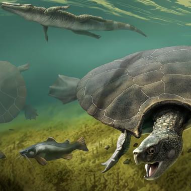 Voir la vidéo de La plus grosse tortue d'eau douce révèle ses secrets