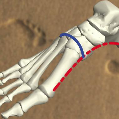 Voir la vidéo de Deux arches dans le pied pour bien marcher
