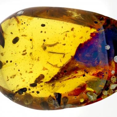 Voir la vidéo de Un dinosaure miniature figé dans l’ambre