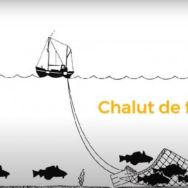 _en_see_video_of Surpêche : des poissons et des hommes sacrifiés