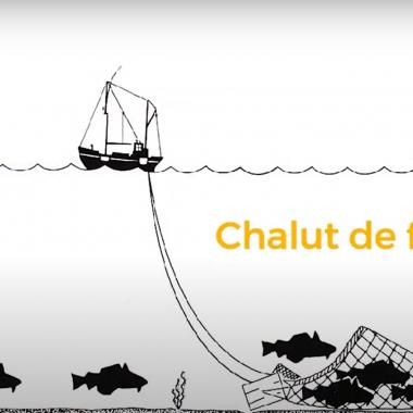 Voir la vidéo de Surpêche : des poissons et des hommes sacrifiés