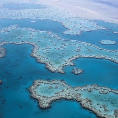 Voir la vidéo de Des algues entraînées au labo pour sauver le corail 