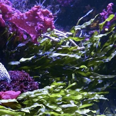 Voir la vidéo de Des algues protectrices
