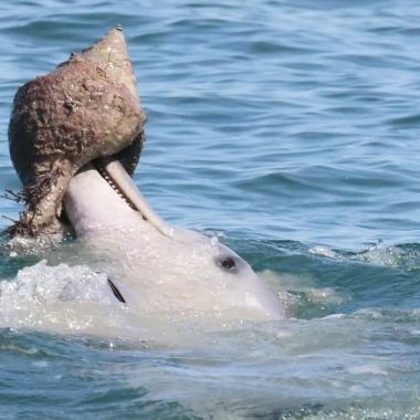 Voir la vidéo de Des outils chez les dauphins