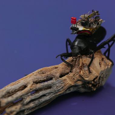 Voir la vidéo de Filmer le monde à hauteur d’insecte