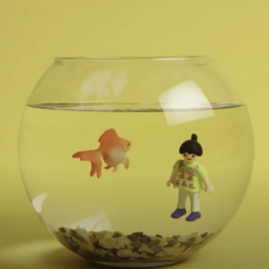 Voir la vidéo de Le poisson killi et des rides, quel est le rapport ?