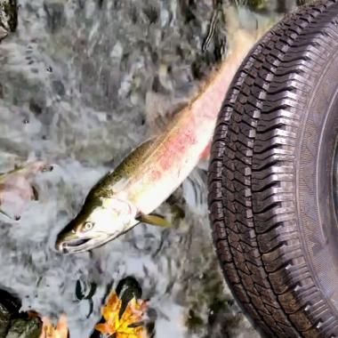Voir la vidéo de Les pneus de voiture responsables de la mort des saumons
