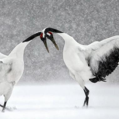 Voir la vidéo de Vincent Munier, l’éternel émerveillé