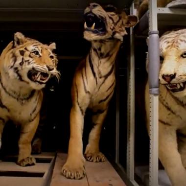 Voir la vidéo de Dans les coulisses de la Grande Galerie de l’Évolution : la zoothèque