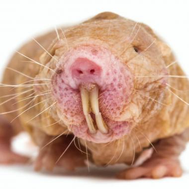 Voir la vidéo de L’inimitable accent du rat-taupe nu