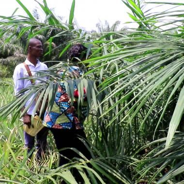 See video of L’agronome qui marie les cultures et les arbres