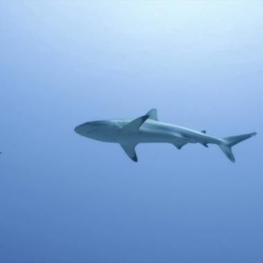 Voir la vidéo de 300 requins et des pyramides inversées