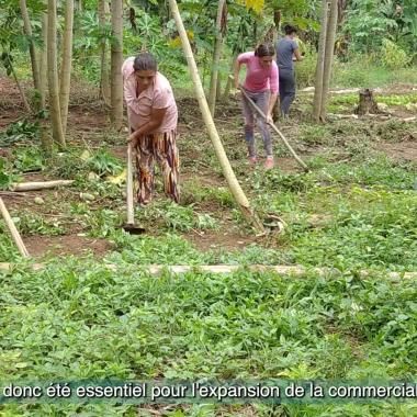 Les cultures des femmes : l'agroécologie face à la pandémie au Brésil