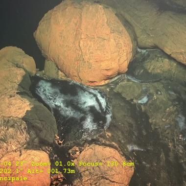 Volcan sous-marin de Mayotte : des images inédites