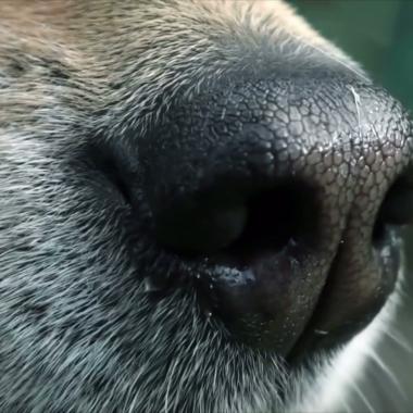 Voir la vidéo de Des maladies humaines détectées par les chiens ?