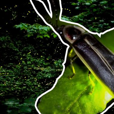 Voir la vidéo de Lucioles à l’unisson