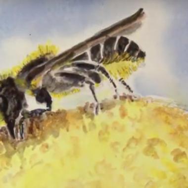 _en_see_video_of Les abeilles solitaires