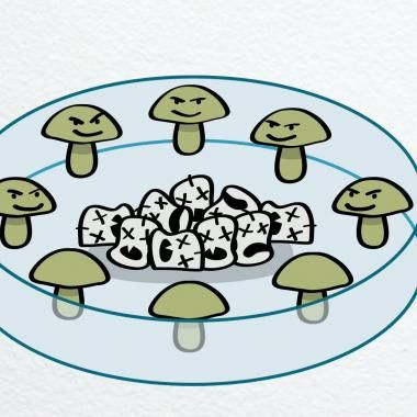 Voir la vidéo de Des champignons magiques à la pénicilline