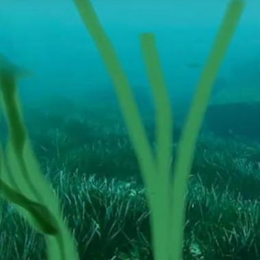 See video of How green was my posidonia