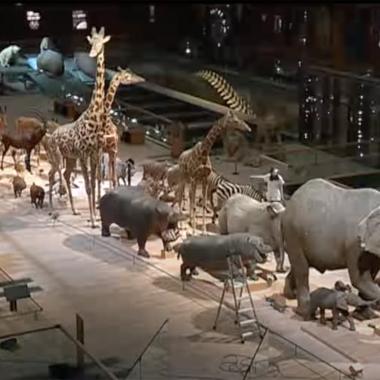 Voir la vidéo de Entretenir les trésors du Muséum national d’histoire naturelle